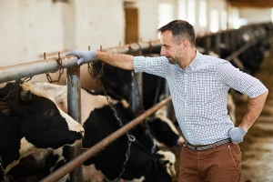 Najave: Rebalans budžeta, isplate subvencija stočarima, izmena zakona o PIO