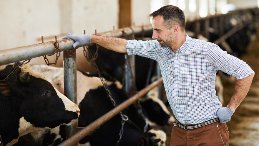 Najave: Rebalans budžeta, isplate subvencija stočarima, izmena zakona o PIO