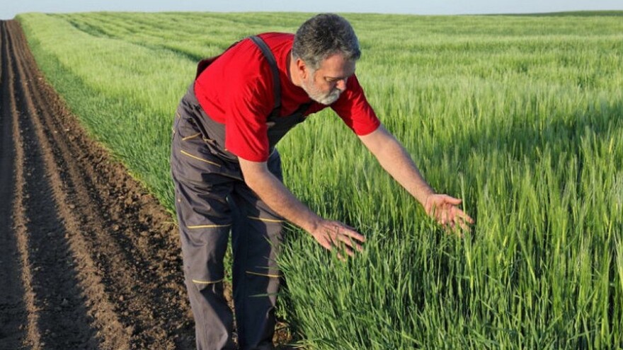 Mikotoksini - Uzrok bolesti kod ljudi i životinja