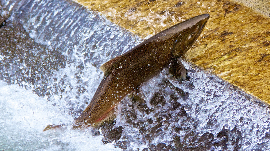 Masovni bijeg s farme: Gotovo 3.000 lososa pobjeglo u ocean!
