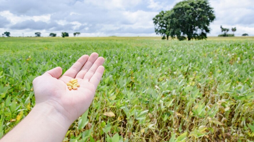 Podrška za proizvodnju proteina visokog kvalitete bez GMO-a?