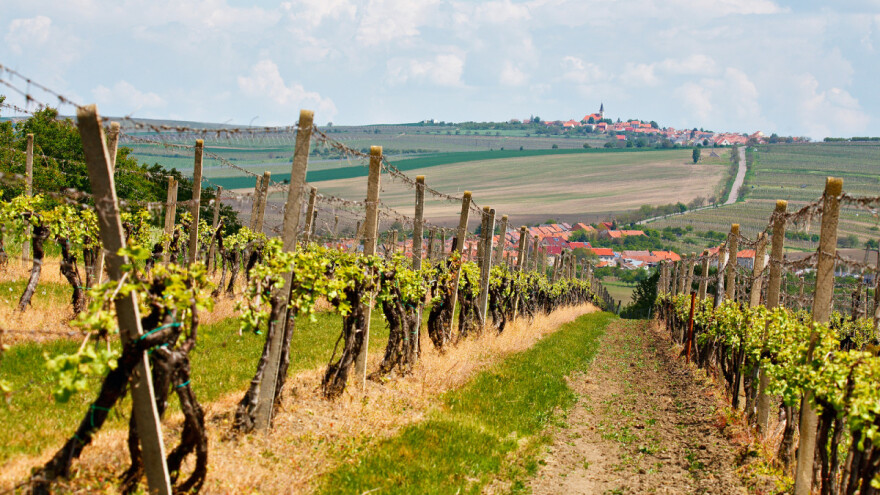 Uzročnici fitoplazme pronađeni u našim vinogradima