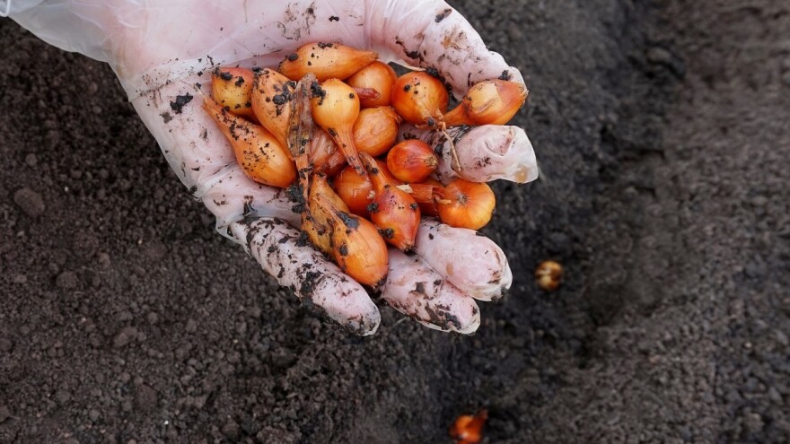 Kilogram sjemenskog luka košta 5 KM, poskupljenje bilježi i ostalo povrće