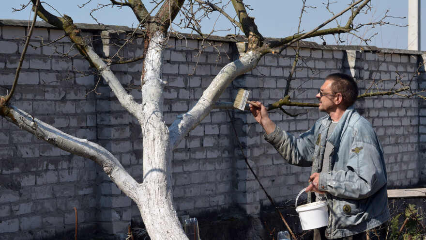 Oblačno i suvo vreme - okrečite stabla i zaštite od patogena