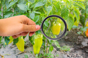 Usvojena Rezolucija o strožem ispitivanju i odobravanju pesticida!
