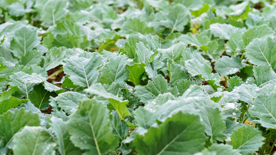Gnojidba, njega i prihrana uljane repice