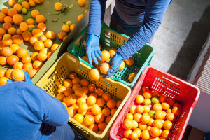 Otvoreno pismo proizvođača mandarina: Još čekamo obećanja iz rujna
