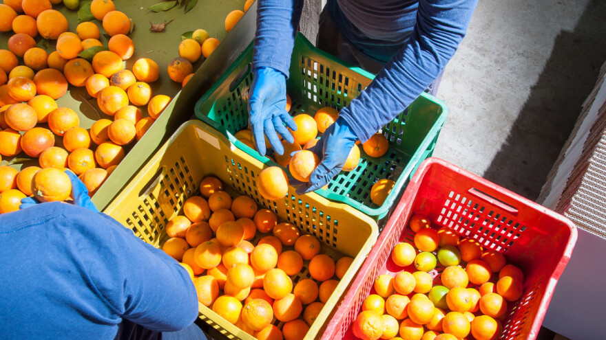 Otvoreno pismo proizvođača mandarina: Još čekamo obećanja iz rujna