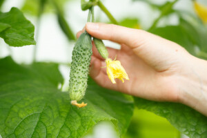 Zabrana uvoza traje: U krastavcu nađen povećan sadržaj pesticida