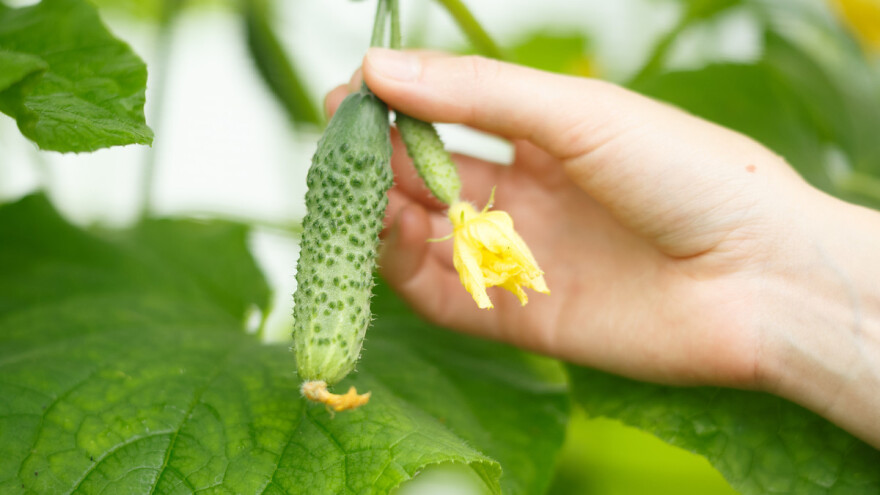 Zabrana uvoza traje: U krastavcu nađen povećan sadržaj pesticida