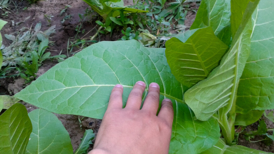 Kooperantima 3,5 milijuna kuna vrijedan materijal za poboljšanje kvalitete tla u Podravini i Slavoniji