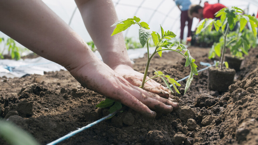 Prirodnim imunostimulatorima do zdravog eko rasada
