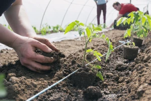 Podsticaji po hektaru i ove godine bez podnošenja zahteva