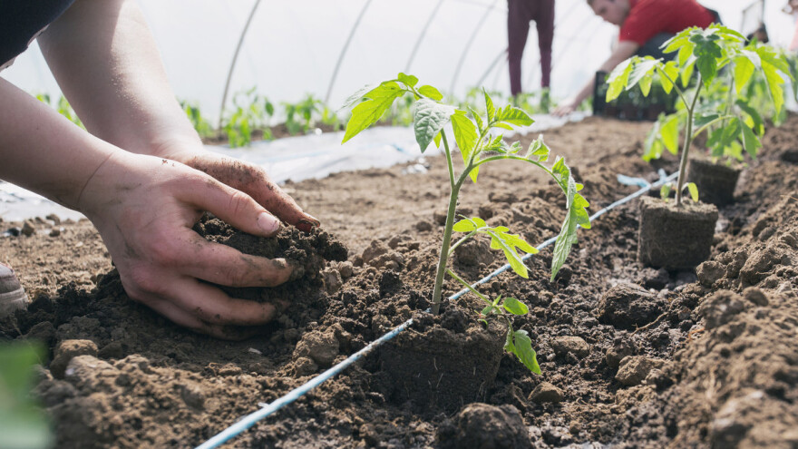 Podsticaji po hektaru i ove godine bez podnošenja zahteva