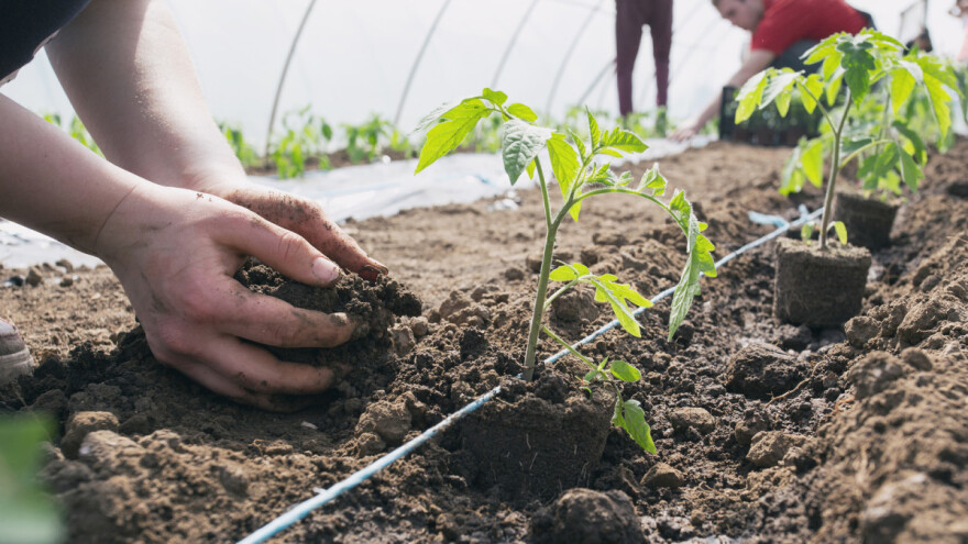 Profesorka ruskog u potrazi za najjednostavnijim načinom proizvodnje povrća