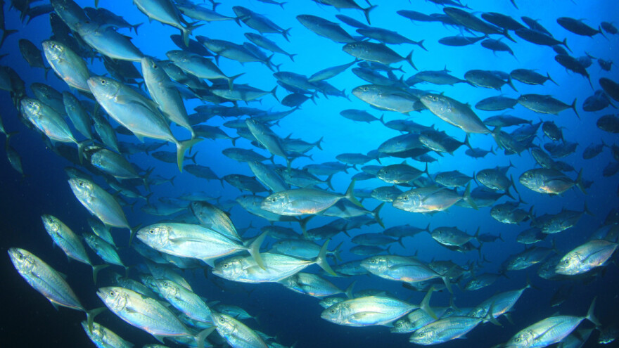 Tolušić: Oporavak stoka tune u Mediteranu smatramo povodom za liberalizaciju uzgoja