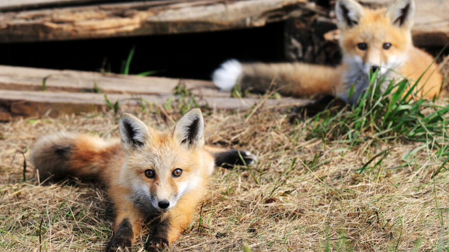 Počinje proljetna akcija oralne vakcinacije lisica