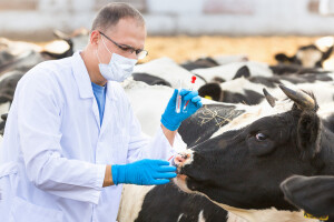 Cijene propisanih veterinarskih usluga u javnom savjetovanju - što se mijenja?