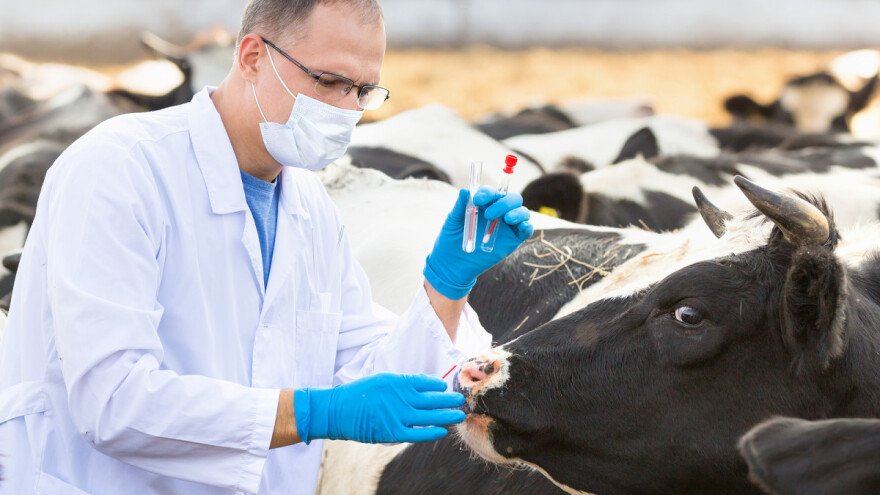 Cijene propisanih veterinarskih usluga u javnom savjetovanju - što se mijenja?