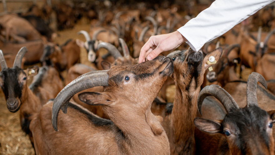 Njega papaka kod koza