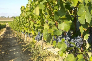 Srbija dobija novi institut za vinogradarstvo i vinarstvo