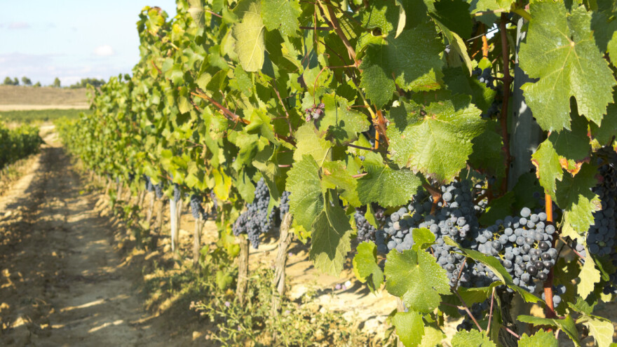 Srbija dobija novi institut za vinogradarstvo i vinarstvo