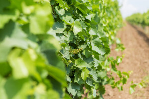 Prihrana vinove loze u periodu vegetacije