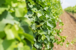Kako prihranjivati vinovu lozu u periodu vegetacije?