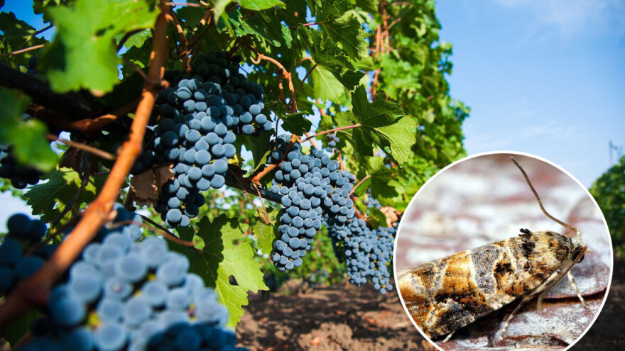 Toplo narednih dana: U vinovoj lozi registrovani pepeljasti grožđani moljci