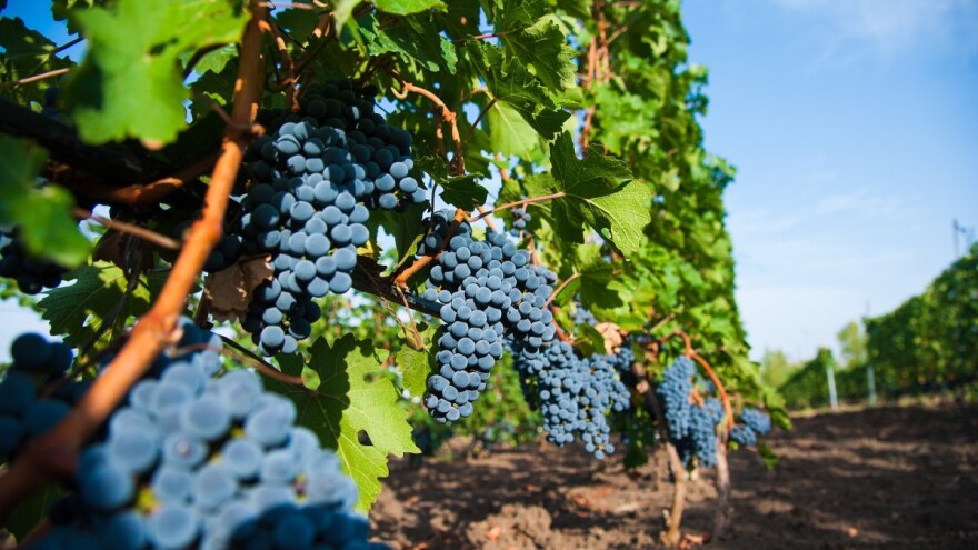 Najskuplje vino na svetu pije se iz kristalnih kašičica