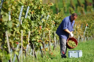Francuzi na 34.000 ha obrnu pet milijardi eura na pjenušcu