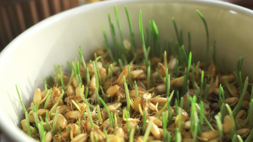 Izreka kaže: Sveta Luce, ukaži mi sunce, no sijanja sunca neće biti