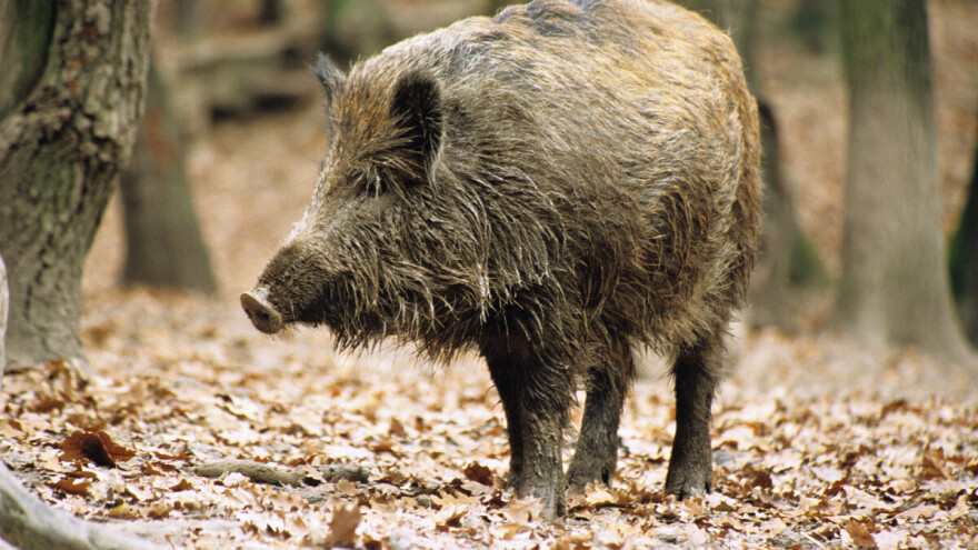 Našli rješenje za divlje svinje - puštaju im cajke