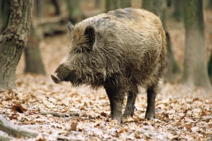 Ovih dana divlje svinje nanose ogromne štete usjevima, poljoprivrednici ne znaju šta raditi?!