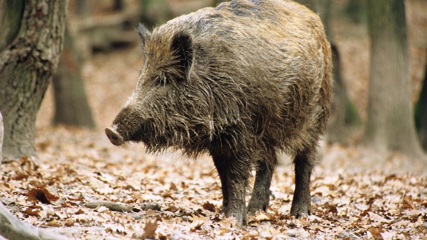 Afrička kuga svinja ponovo u pirotskom okrugu?