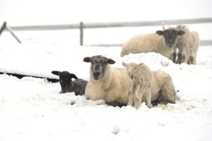 Uprava za veterinu uvozi neregistrovani lek protiv plavog jezika za ovce