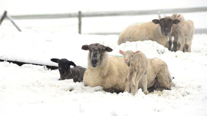 Uprava za veterinu uvozi neregistrovani lek protiv plavog jezika za ovce