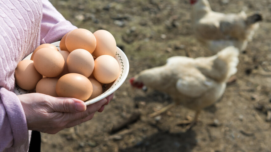 Od čega zavisi boja jaja, gdje je sneseno najveće, kako otrkiti je li svježe?