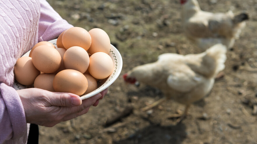 Jaja su puno zdravija kad se koke drže u slobodnom sistemu uzgoja