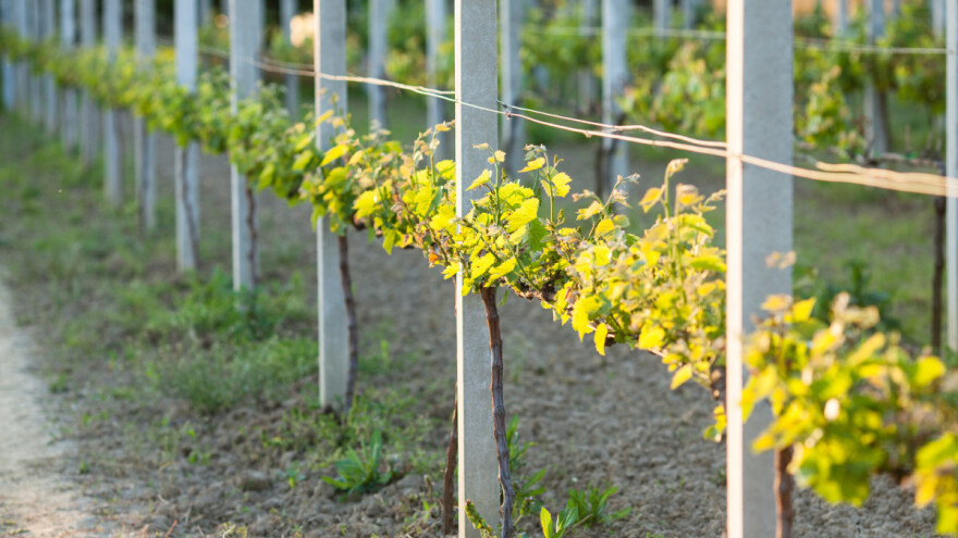 Vinogradari da pripaze na grozdovog moljca, a voćari na jabučnog savijača!