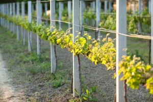 Šta treba znati prije podizanja vinograda