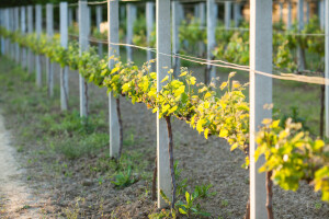 Šta treba znati prije podizanja vinograda