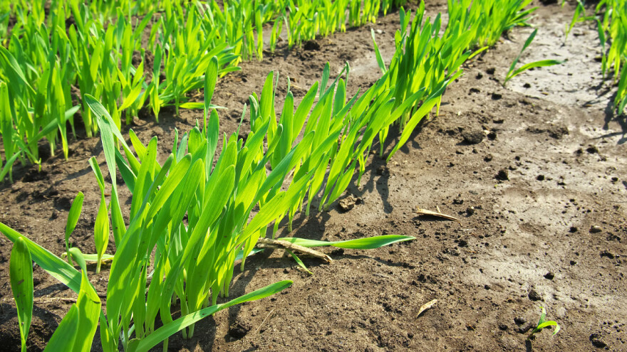 Postulati organske proizvodnje u ratarenju