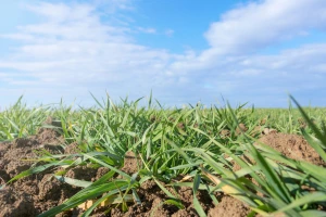 Prihrana ozimih kultura - važna agrotehnička mjera