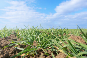 Prihrana ozimih kultura - važna agrotehnička mjera