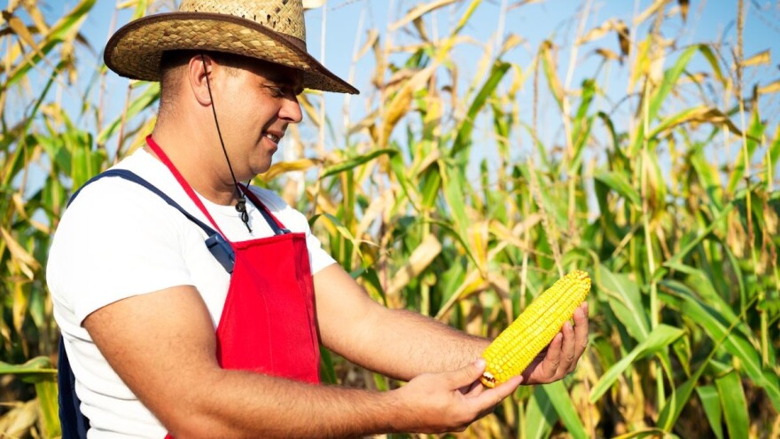 Hibridi kukuruza - budući šampioni