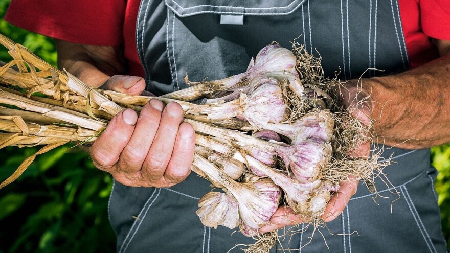 Beli luk - od čega zavisi kvalitet i prinos?