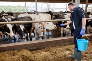 BiH lani izvezla manje mlijeka: Srbija među tržištima s najvećim padom