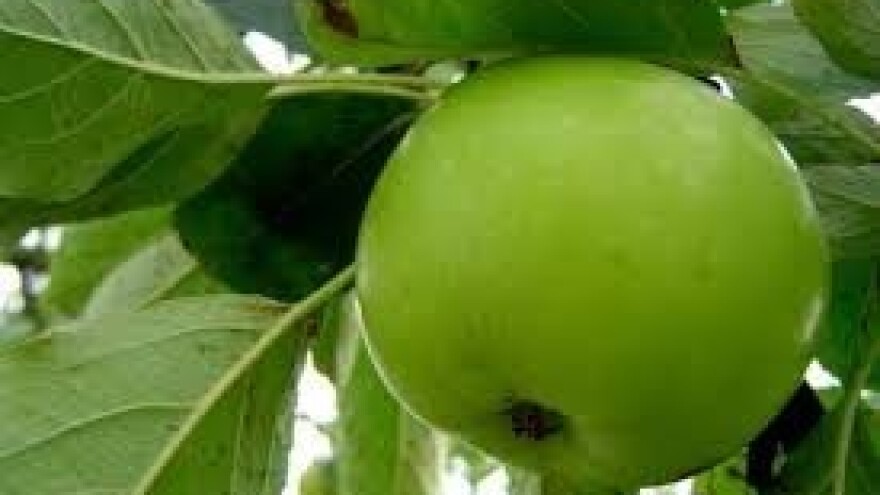 Nasade jabuka napada jabučni savijač