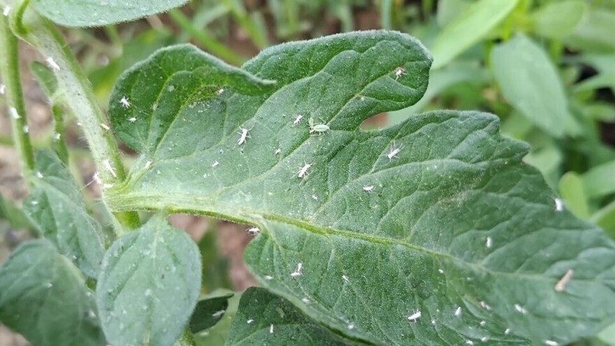 Začinima se riješite leptiraste vaši na povrću